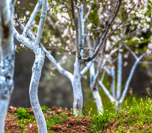Blanc Arboricole